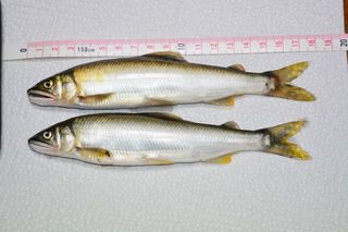 s-DSC_0102.jpg